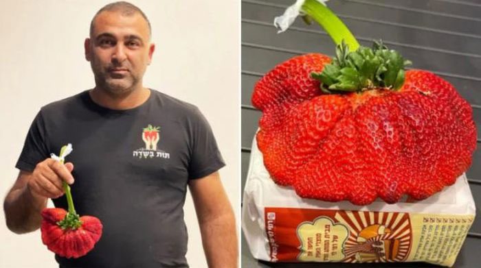 This strawberry weighs 289 grams, with a diameter of 34cm.