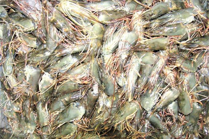 Shrimp Heads
