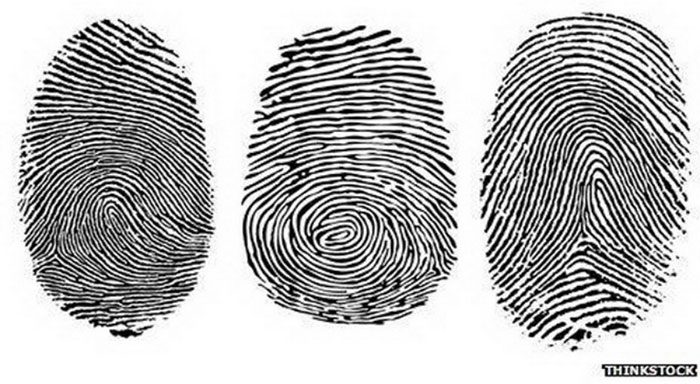 A variant near the EVI1 gene significantly related to fingerprints.