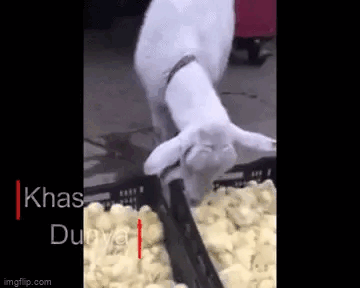 A white goat that once ate chicks.