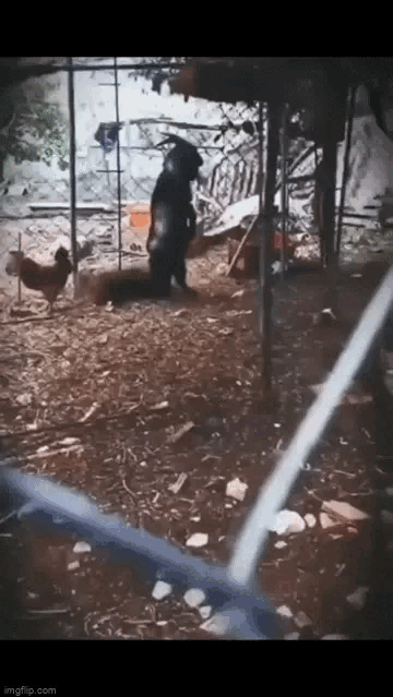The goat walks on two legs like a human.