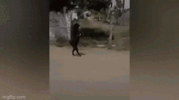 A goat in India also astonished with its ability to walk on two legs like a human.