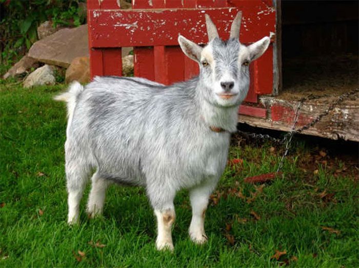 American Pygmy Goat