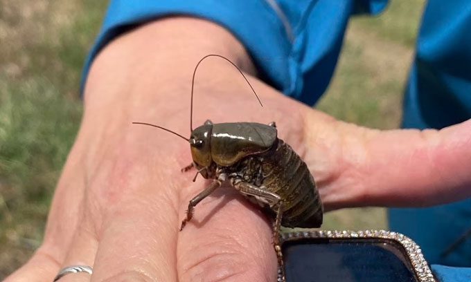 Mormon crickets not only damage crops but also act as predators.
