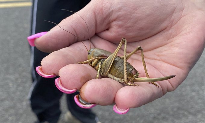 A Mormon cricket caught in Blalock Canyon, Oregon, USA on June 17.
