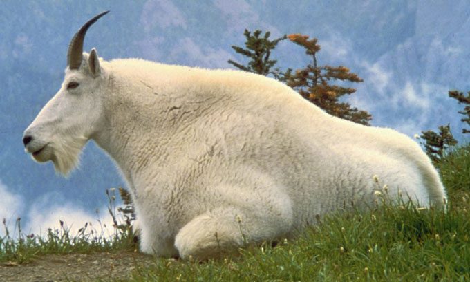 Mountain goats carry deadly diseases to bighorn sheep