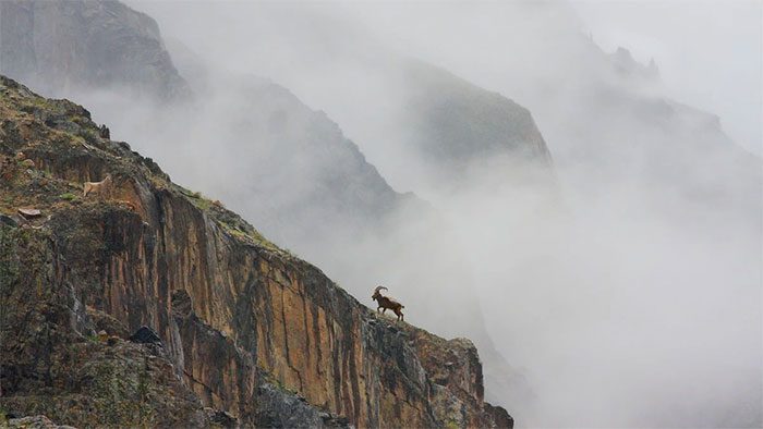 Siberian ibex (Capra ibex sibirica)