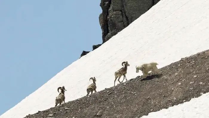 A mountain goat (far right) approaches three Bighorn sheep