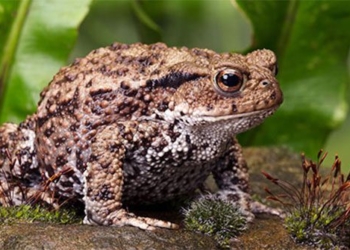 decoding 1000 frogs in the hell 119059