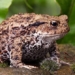 decoding 1000 frogs in the hell 119059