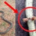 decoding the mystery of the two legged snake with the soulmate who has not met 5 times 118332