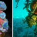 decorator crabs types of flower fishing below the sea 122692