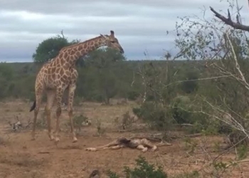 deer attack on army soldier eating corpse 119814