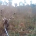 deer hunting gun terrifying attack by newborn 118378
