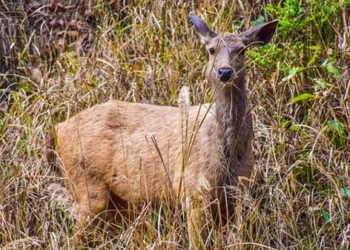 deer quickly escapes death twice from the hail storm 121193
