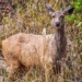 deer quickly escapes death twice from the hail storm 121193