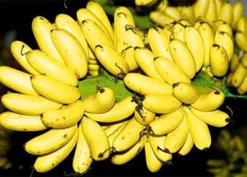 delicious banana varieties chosen by ancient people for royalty 118737