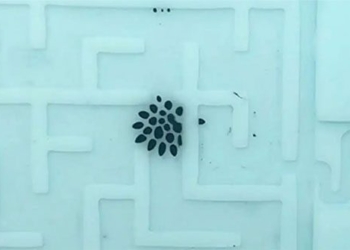 development of miniature robots with the ability to transform for drug delivery in the human body 123254