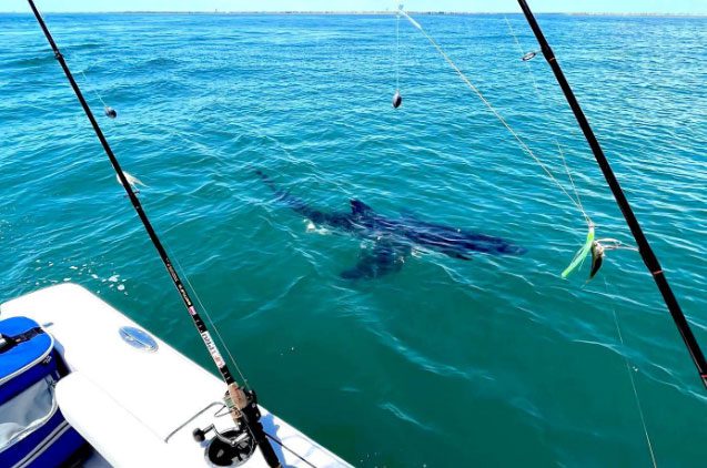 The great white shark is half the length of Jim Piazza's boat, which is over 7 meters long.