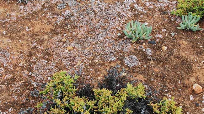 Lichens (pinkish-white) and cyanobacteria (dark brown to slightly black) forming biocrusts