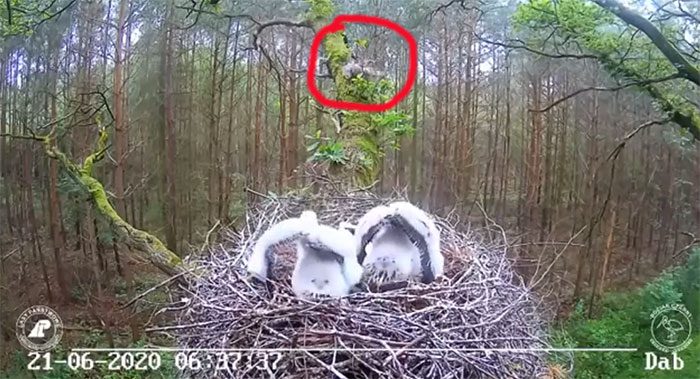 The chicks are in the nest when a "dark shadow" rushes by to wake them.