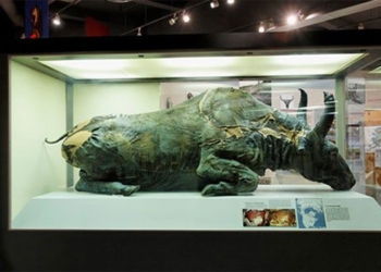 dinner is strange with the dish of 50 000 year old wooden skeleton beef 123698