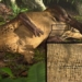 dinosaur skeleton discovered 130 million years ago leaves scientists stunned 121144