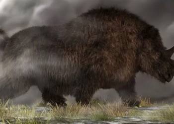 discover the old giant rhinoceros near da nang weighing almost 3 tons with a 1 5 meter long gun 123335