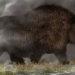 discover the old giant rhinoceros near da nang weighing almost 3 tons with a 1 5 meter long gun 123335