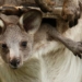 discover the special things inside the kangaroo moms bag 118233