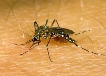discovering another mechanism that makes the mosquito always suck blood 122487