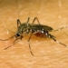 discovering another mechanism that makes the mosquito always suck blood 122487