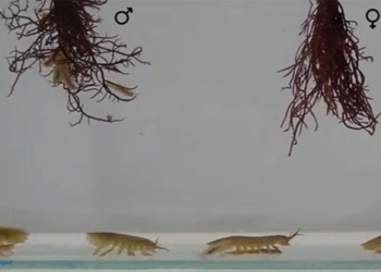 discovering organisms that live like animals underwater helping create biological diversity 122165