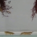 discovering organisms that live like animals underwater helping create biological diversity 122165