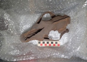 discovering the meaning of animal graves in the uk 118765