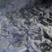 discovery 100 human skeletons in high altitude cave 5000m 120459
