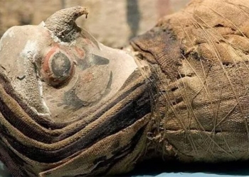 discovery 15 mummified birds found in egyptian tomb 123578
