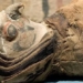 discovery 15 mummified birds found in egyptian tomb 123578
