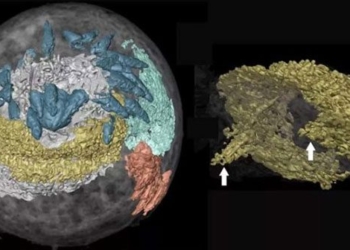discovery 3d flowers 500 million year old worm 123470