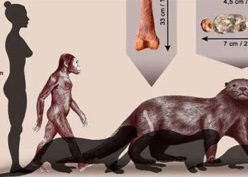 discovery giant fish monster as big as a lion eating alligator 122862