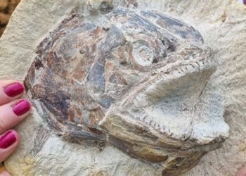 discovery jurassic coral reef perfectly preserved 122048