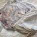 discovery jurassic coral reef perfectly preserved 122048