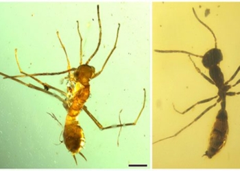 discovery of 100 million year old fossil ant 118548