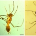 discovery of 100 million year old fossil ant 118548
