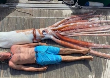 discovery of 2 ton giant corpse floating on the sea 123661