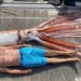 discovery of 2 ton giant corpse floating on the sea 123661