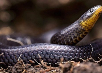 discovery of 3 new snake species in graveyard in ecuador 123209