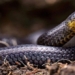 discovery of 3 new snake species in graveyard in ecuador 123209