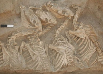 discovery of 4 500 year old monster first hybrid between 2 different species 118362