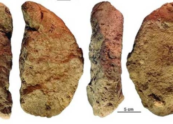 discovery of 40 000 year old civilization created by many human species 119204